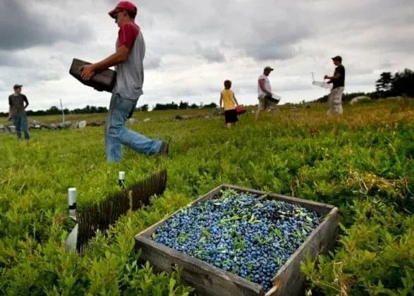 На літо до Польщі поїде працювати ще півмільйона українців - експерт