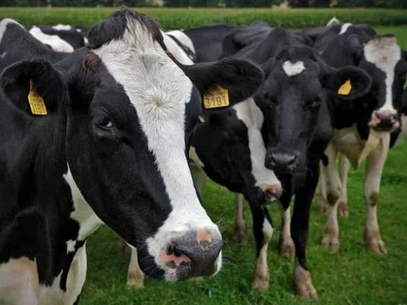 Темп росту галузі тваринництва цьогоріч задасть птахівництво