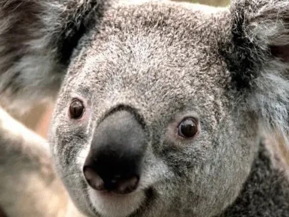 Коал оголосили функціонально вимерлими тваринами