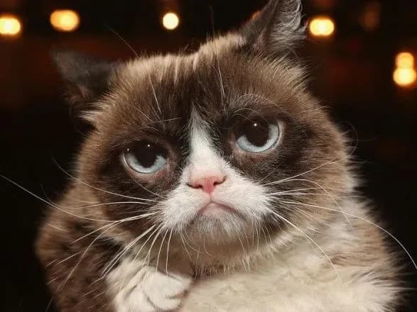 Померла кішка-мем Grumpy Cat