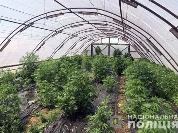 У прифронтовій Сартані ліквідовано наркоплантацію