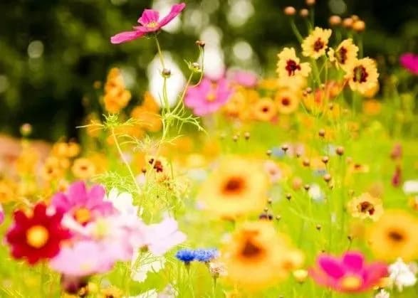 На половину території України вже прийшло кліматичне літо – метеоролог