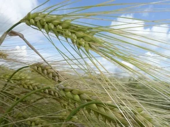 Ярими зерновими засіяно вже 93% площ