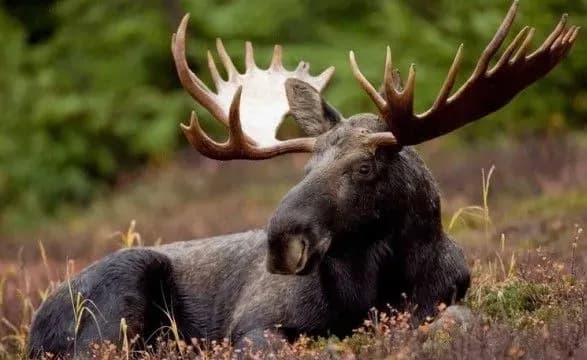 За пять лет в Красную книгу Украины внесен только лось европейский