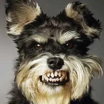 Собака, якого взяли до літака для емоційної підтримки, спотворила пасажиру обличчя