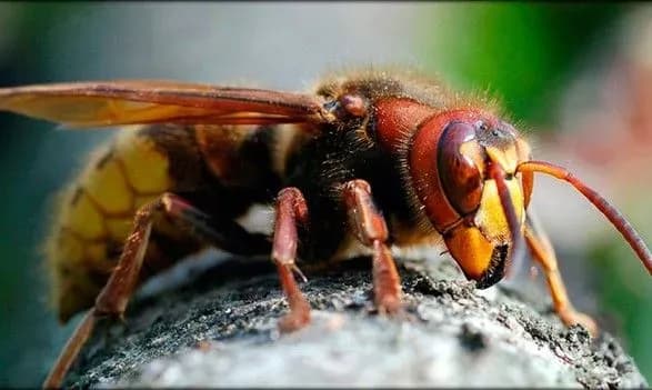 В Мариуполе шершни атаковали детсады и школу