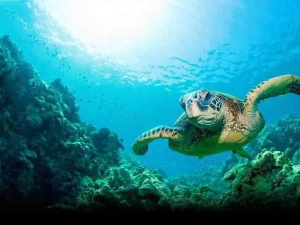 Сьогодні відзначають Всесвітній день океанів