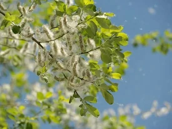 Тополиний пух не викликає алергію - Супрун