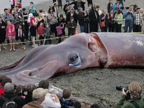 Вперше в історії в Мексиканській затоці було виявлено гігантського кальмара