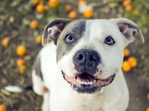 Чоловіка судитимуть за поранення собаки садовими вилами