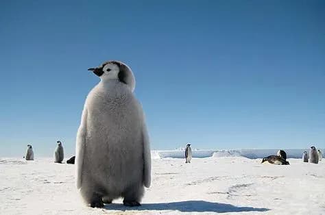 У Росії заборонили тримати вдома ведмедів, пінгвінів і кобр