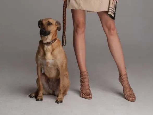 Дворняжка Рижуля з Вишгорода потрапила на обкладинку модного журналу