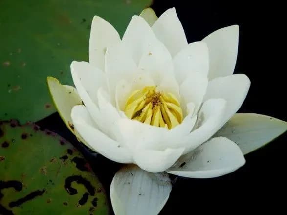 В сети показали огромные цветы, что расцвели в Чернобыльском заповеднике