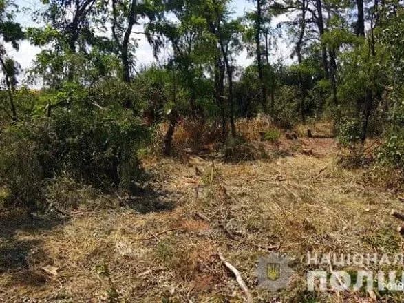 Зеленський розпорядився створити систему обліку в лісгоспах