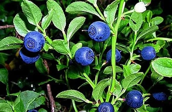 В зоне ЧАЭС продолжают охотиться на чернику