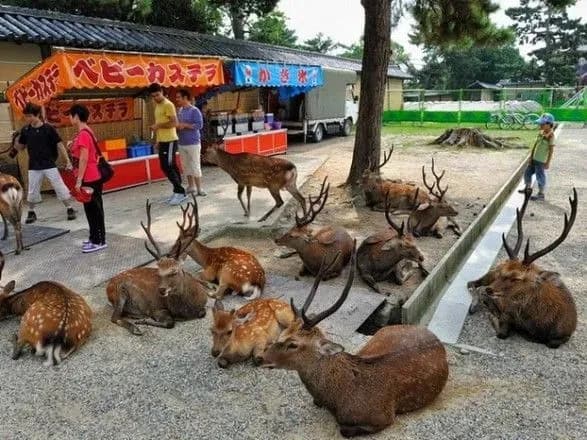 Дев'ять оленів у Японії померли, наївшись пластику