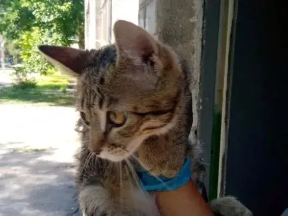 В Днепре спасли кота, который пять дней не мог спуститься с дерева