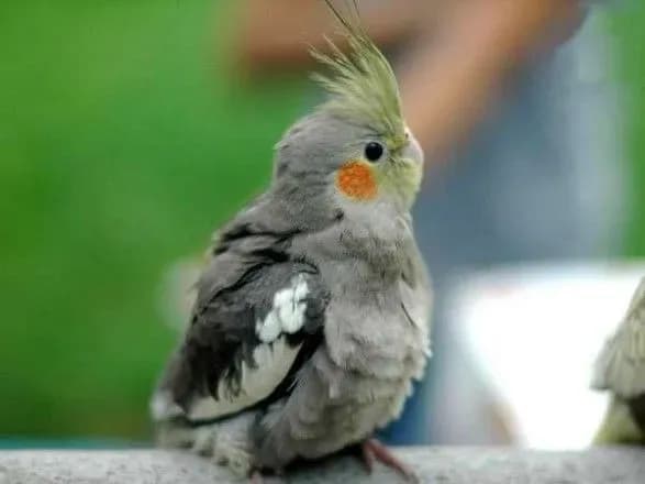 Як у фільмі жахів: в Австралії десятки птахів впали з неба