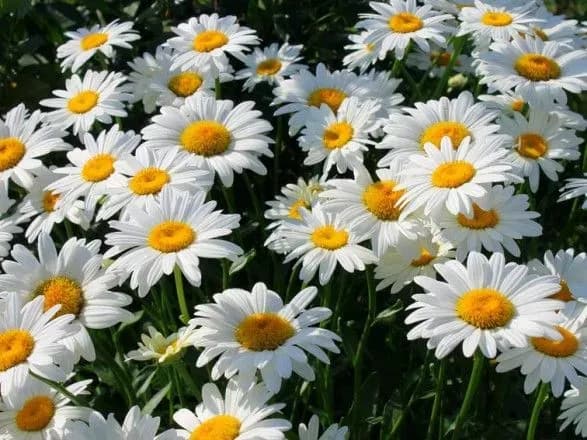 Алергікам варто триматись подалі від ромашки - медики