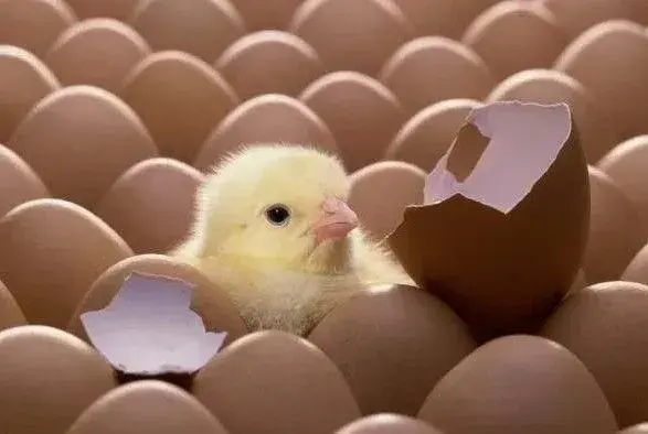 Найбільше поголів’я птиці зосереджено у трьох областях — МінАПК