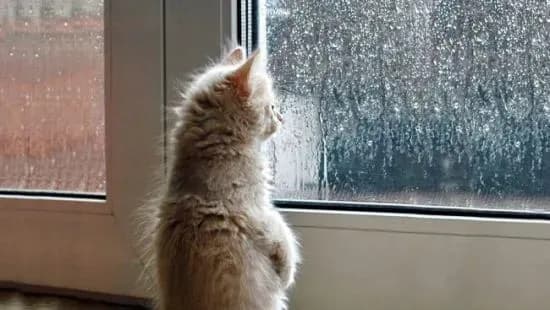 В Україні дощитиме до кінця тижня - синоптики