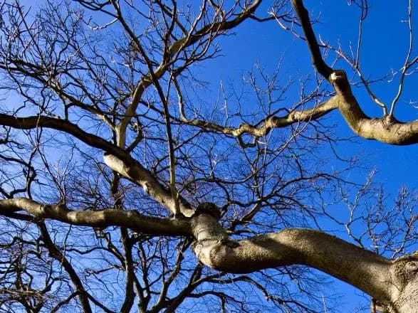 У Кропивницькому чоловік загинув, упавши з дерева