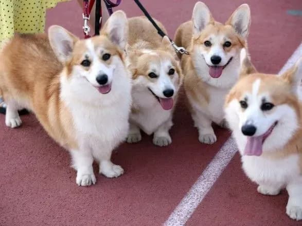 В Хорватии проходит одна из самых больших в Европе выставка собак