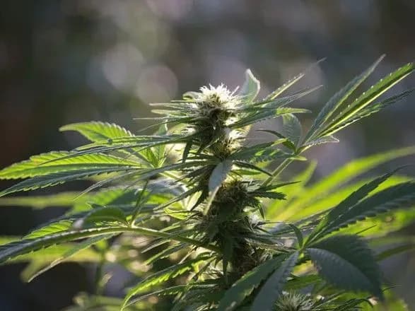 У Нью-Йорку декриміналізували марихуану