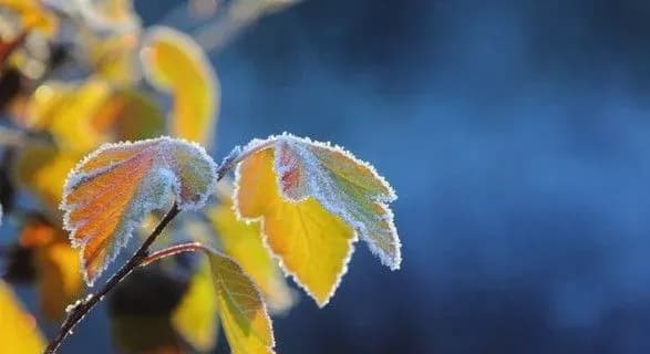 Наприкінці серпня в Україні можливі перші заморозки - синоптики