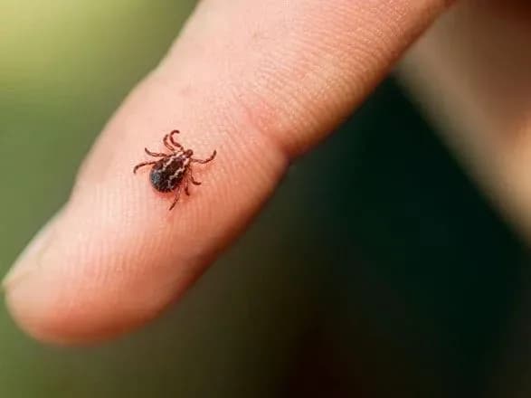 Троє жительок Кіровоградщини захворіли на хворобу Лайма