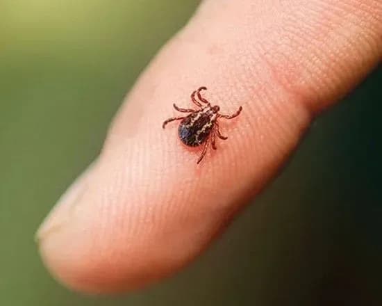 У Хмельницькій області майже півсотні людей заразилися хворобою Лайма