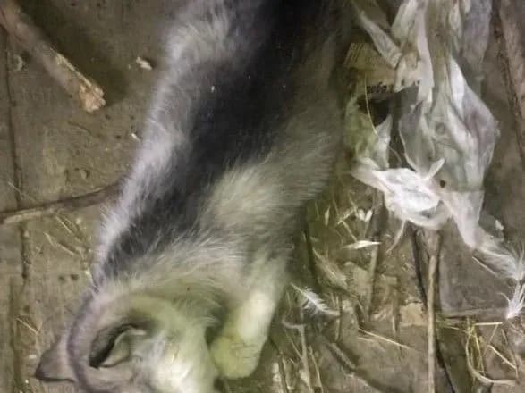 Завершено розслідування щодо живодерів, які заморили голодом понад 20 тварин