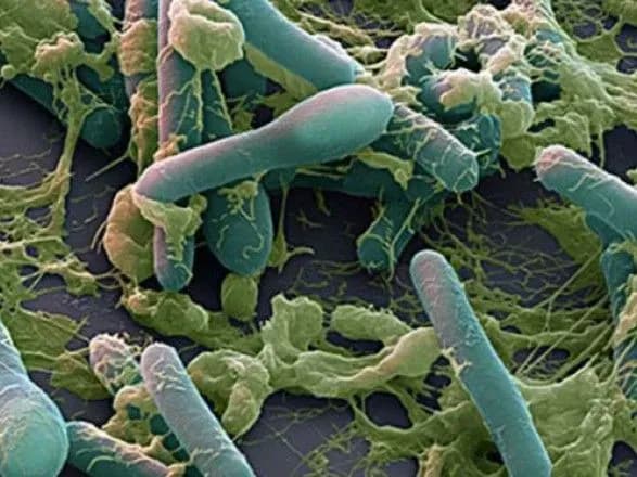 З початку року в Києві зафіксовано 7 випадків ботулізму