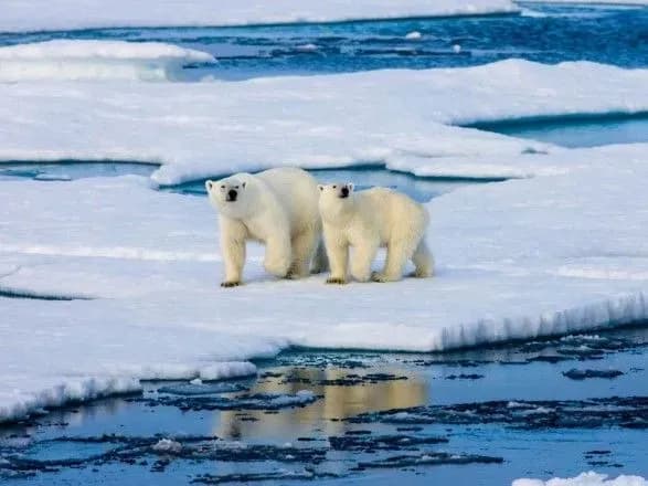 На водах Аляски через потепління зник лід