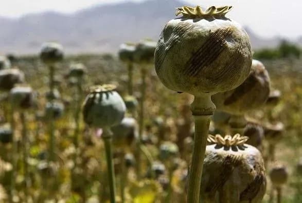 Суд постановив знищити на Полтавщині 240 га опійного маку