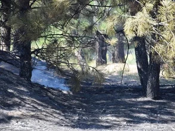 Масштабна пожежа на Миколаївщині: у лісі горіла хвойна підстилка