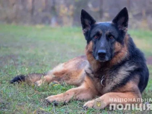 Собака привела правоохранителей от тела жертвы к подозреваемому