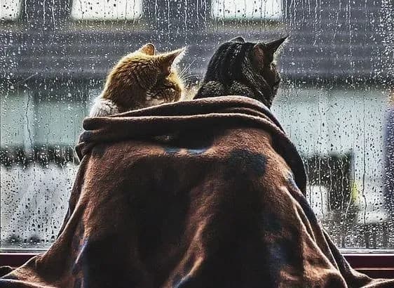 На заході України стане холодніше на 5-10 градусів