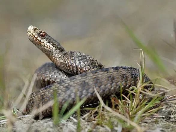 На Херсонщині 12-річну дівчинку вкусила гадюка