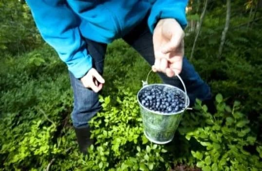 Жінка на Прикарпатті пішла в ліс по ягоди та зникла