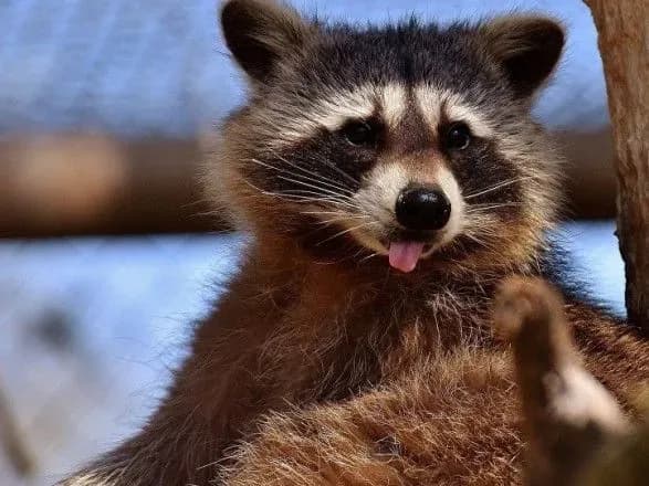 У США єнот заліз в автомат з їжею за смаколиками, але вилізти вже не зміг