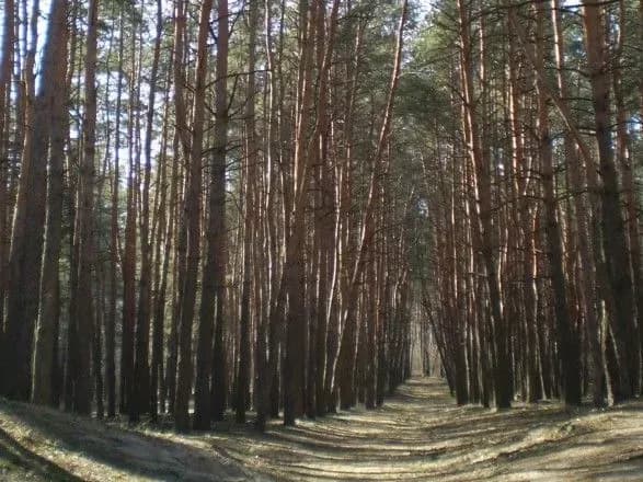 У Харкові в заказнику виявили труп