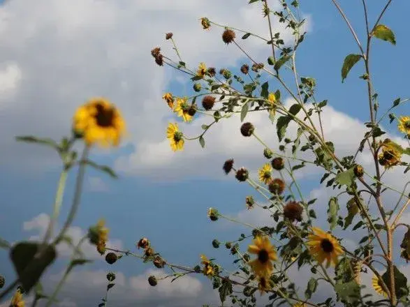 Сьогодні в Україні до 33 градусів тепла