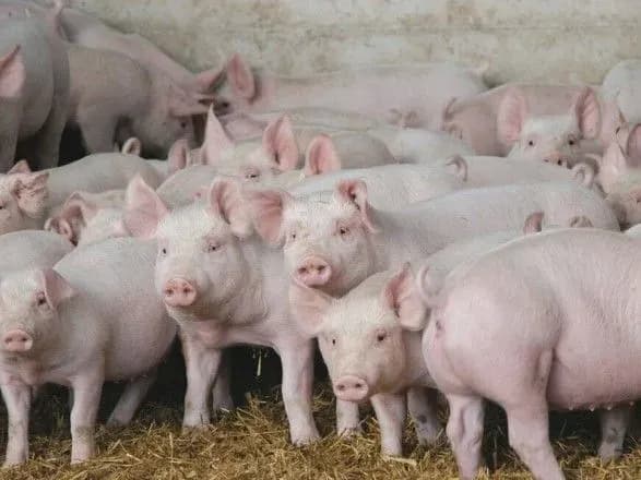 Китай знайшов спосіб заробити на АЧС