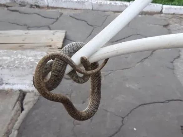 У Херсоні змія не давала людям потрапити додому