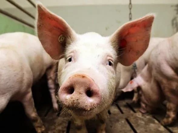 Америка допоможе Європі та Азії подолати АЧС