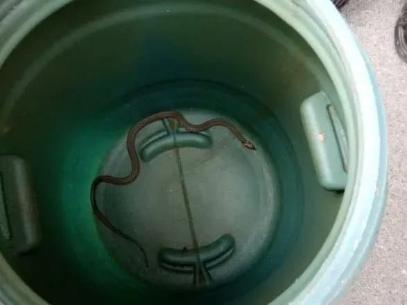Півметрова змія "завітала" на пошту у Дніпрі