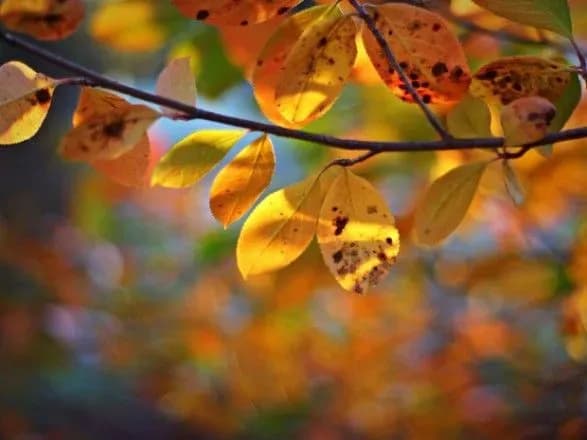 Синоптики: до кінця тижня у Києві до 28 градусів тепла