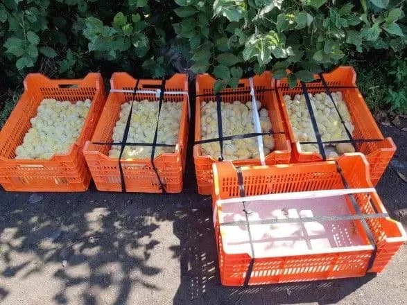 Двом злочинцям загрожує п'ять років тюрми за крадіжку курчат