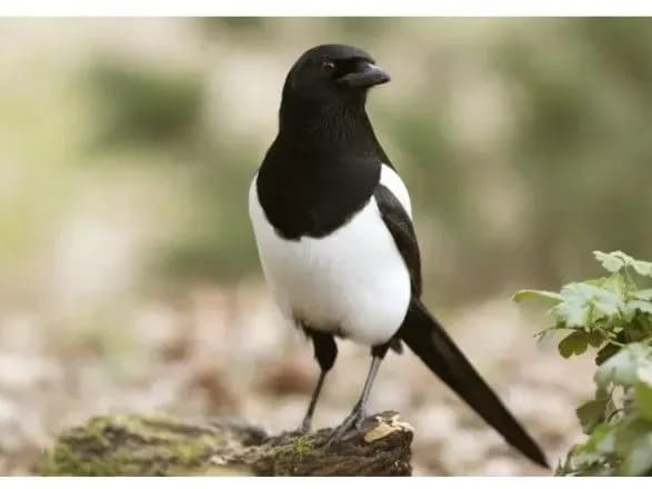 Велосипедист в Австралії загинув у ДТП через напад сороки